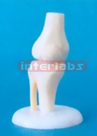 LITTLE KNEE JOINT MODEL